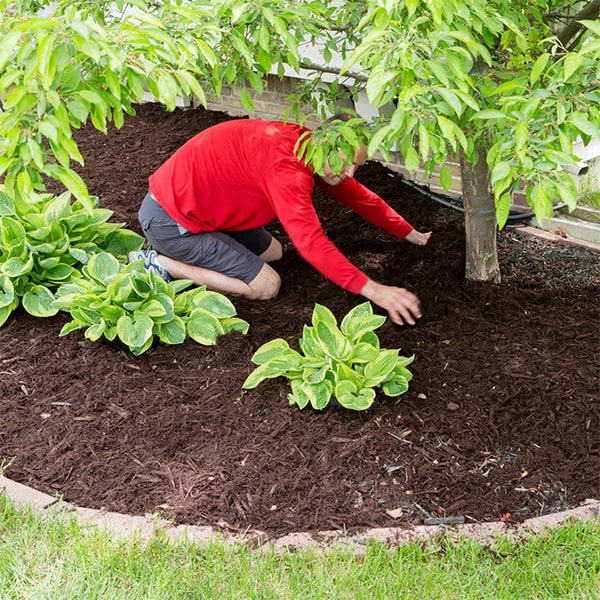 for proper insulation, mulch should be spread 2-4 inches deep during installation